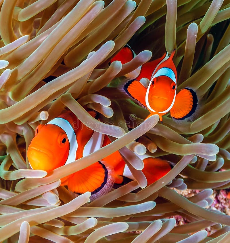 Clownfish en una anémona imágenes de archivo libres de regalías Clownfish en una anémona imágenes de archivo libres de regalías