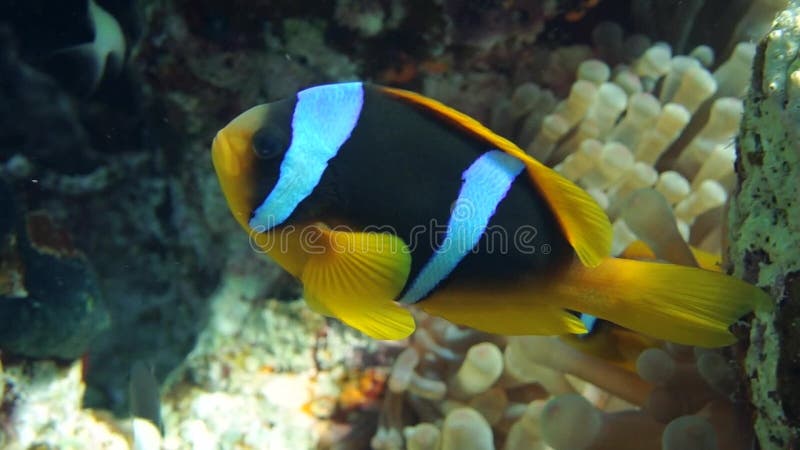 Familia de pești clownfish care se joacă în casa lor anonimă stock footage