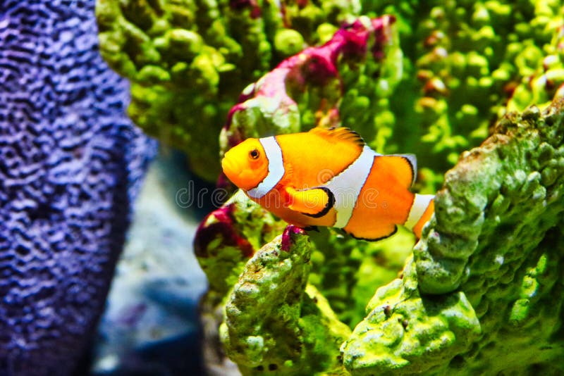 Clownfish i akvariet för havsliv i Bangkok royaltyfri foto Clownfish i akvariet för havsliv i Bangkok royaltyfri foto