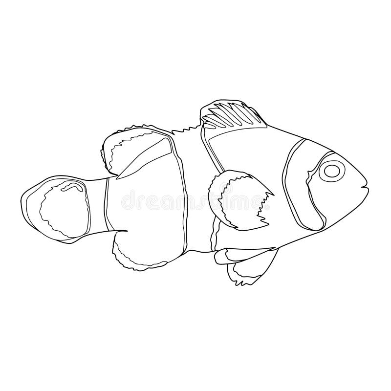 How to Draw a Clownfish  FeltMagnet