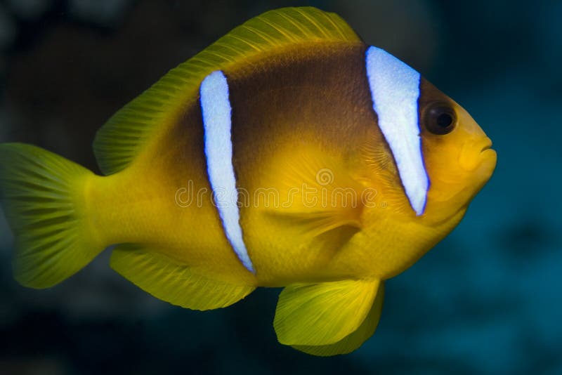 A closeup view of a yellow clownfish, sometimes called a anemonefish, with white stripes against a blue background. Most often found in and around coral reefs. A closeup view of a yellow clownfish, sometimes called a anemonefish, with white stripes against a blue background. Most often found in and around coral reefs.