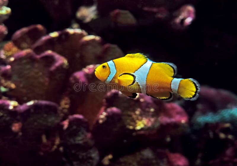 Clownfish o Anemonefish isolato sul fondo della natura immagini stock libere da diritti Clownfish o Anemonefish isolato sul fondo della natura immagini stock libere da diritti