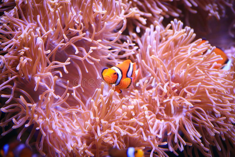Clownfish ή Amphiprioninae στο υπόβαθρο anemone θάλασσας στοκ φωτογραφία με δικαίωμα ελεύθερης χρήσης Clownfish ή Amphiprioninae στο υπόβαθρο anemone θάλασσας στοκ φωτογραφία με δικαίωμα ελεύθερης χρήσης