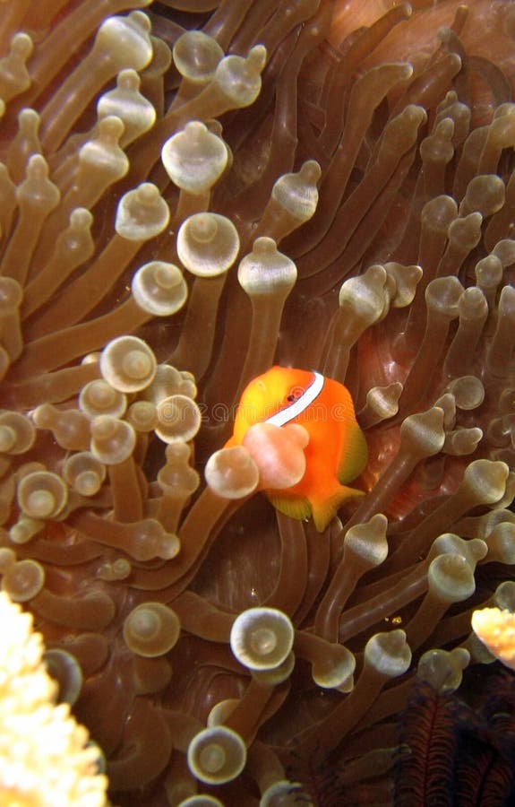 Clownfish ντομάτα στοκ φωτογραφία