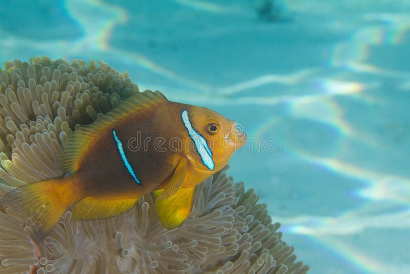 Clownfish σε Anemone στοκ εικόνα με δικαίωμα ελεύθερης χρήσης Clownfish σε Anemone στοκ εικόνα με δικαίωμα ελεύθερης χρήσης