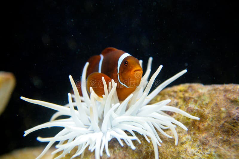 clownfishnemo royaltyfri fotografi clownfishnemo royaltyfri fotografi