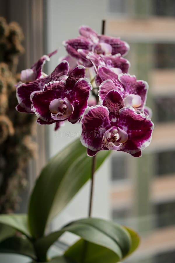 Фаленопсис Purple Rain