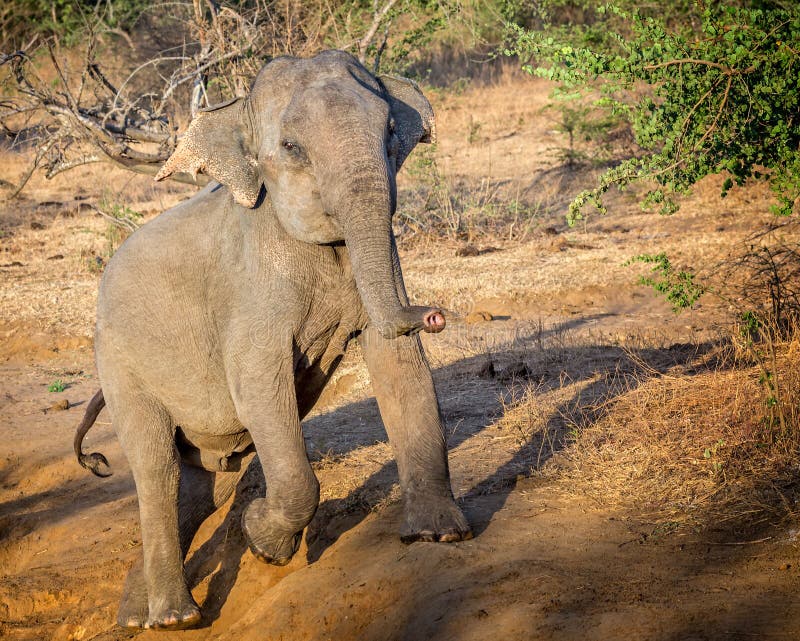 Clsoe up of large wild Indian elephant climbing out of ditch stock images Clsoe up of large wild Indian elephant climbing out of ditch stock images