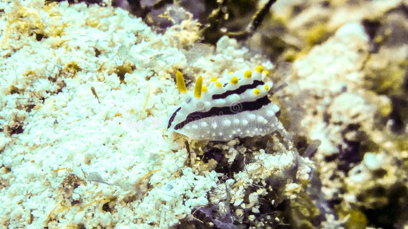 Clsoe vers le haut de nudibranch d'alyta de Phyllidia d'oif en Maldives photographie stock libre de droits Clsoe vers le haut de nudibranch d'alyta de Phyllidia d'oif en Maldives photographie stock libre de droits