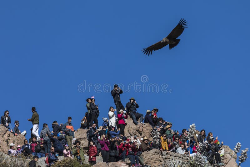 The viewpoint of the Condor, on the Colca Valley, is one of the most visited places in Peru. Every traveler or tourist en route between the beautiful colonial cities of Arequipa and Cuzco stops to see the flight of the condor looking for food at dawn.
In this picture you see a large group of tourists trying to take pictures of the condors that fly through the valley or taking selfies without realizing that a large condor flies over their heads at very close range. The viewpoint of the Condor, on the Colca Valley, is one of the most visited places in Peru. Every traveler or tourist en route between the beautiful colonial cities of Arequipa and Cuzco stops to see the flight of the condor looking for food at dawn.
In this picture you see a large group of tourists trying to take pictures of the condors that fly through the valley or taking selfies without realizing that a large condor flies over their heads at very close range