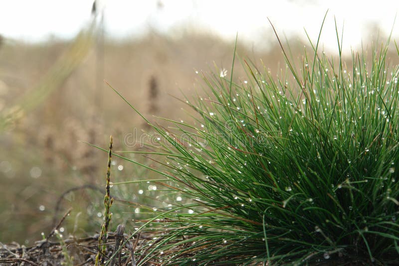 The clump of fine green grass Festuca ovina &x28;sheep`s or sheep fescue&x29; with shining water drops