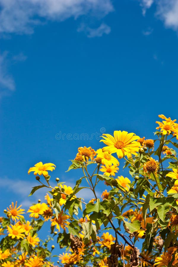 Clump Maxican Sunflower Weed with bluesky