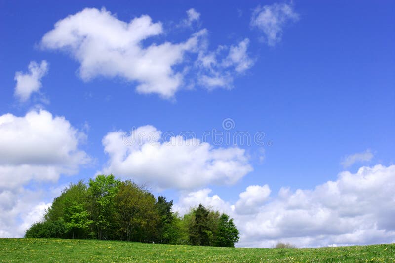 A Clump of Trees in Springtime