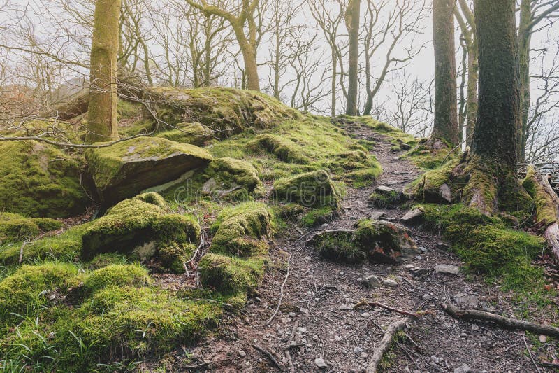 Clumps of moss on stones and trees at White Moss Walks, Lake District National Park in South Lakeland, England, UK