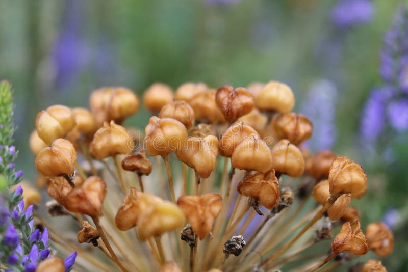 Decorative Onion Flower Seed Pods Stock Photo Image of food