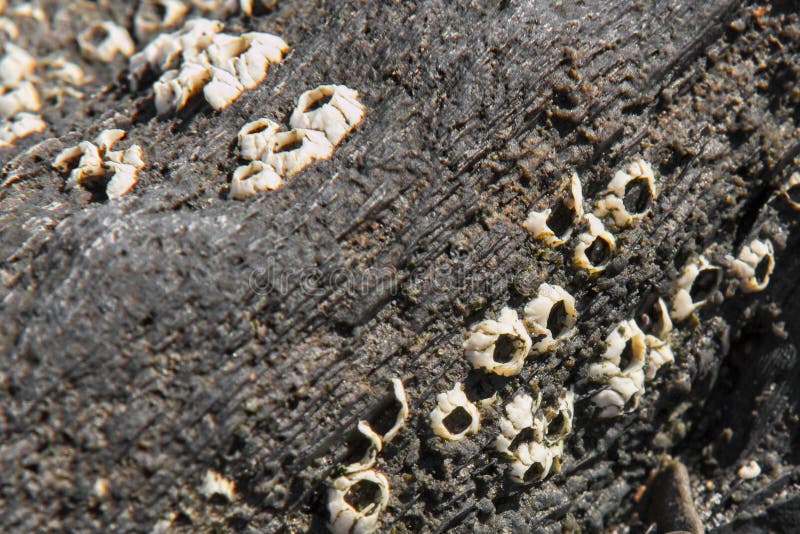 Cluster of Barnacles on a Rock. Stock Image Biology Diagrams