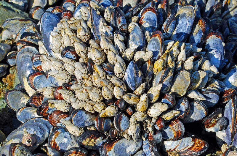 Image shows a cluster of bivalve blue mussels (Mytilus edulis) and white colored gooseneck barnacles (Lepus sp. ) growing in the intertidal zone on the rocky shoreline, Laguna Beach California. Bivalve shell stock images, royalty-free photos and pictures