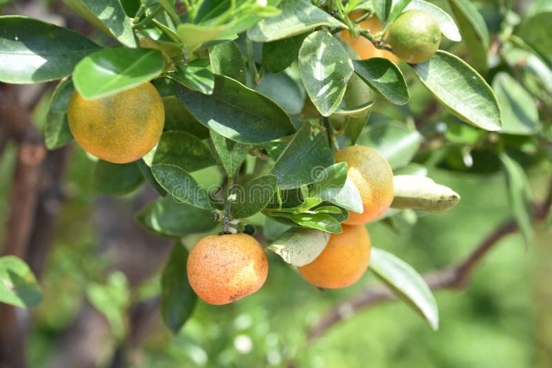 Cluster of Calamondin Fruit Hanging on a Tree Branch Stock Image
