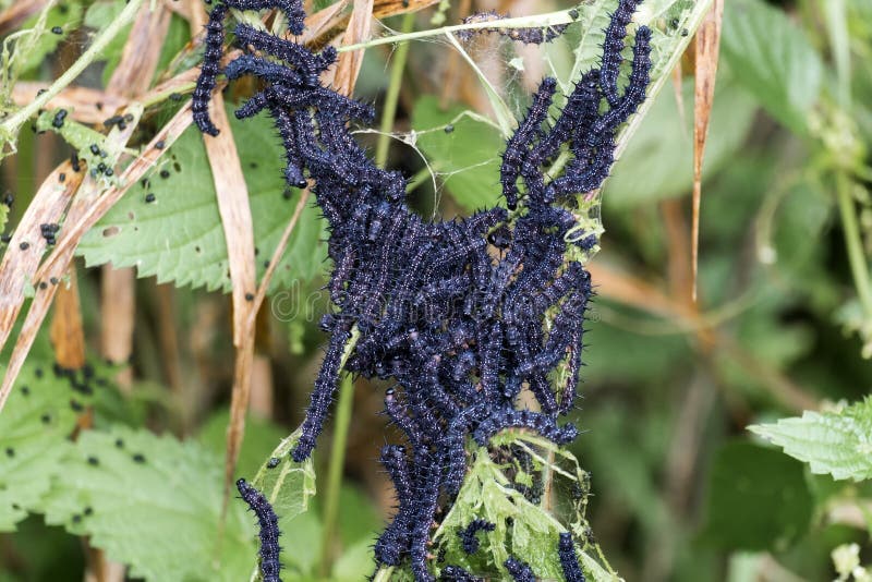 Cluster of caterpillars butterfly peacock devouring nettle leaves