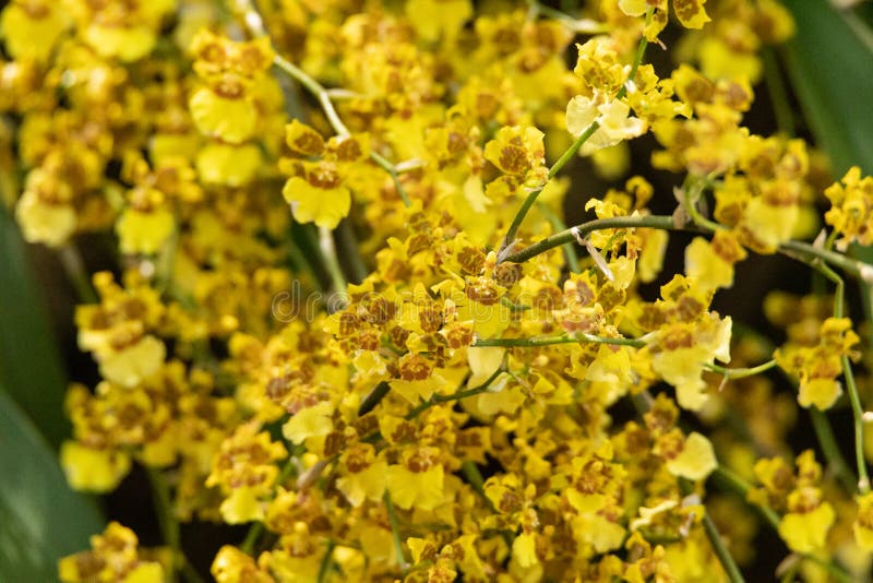 Cluster of Dancing Lady Orchid Flowers Oncidium Sphacelatum Stock Image -  Image of yellow, sphacelatum: 216196429