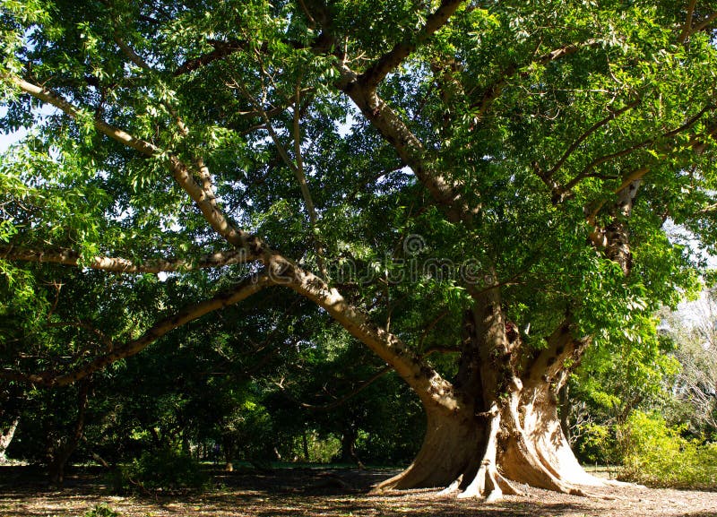 Cluster fig tree stock image. Image of florida, branch 135133305