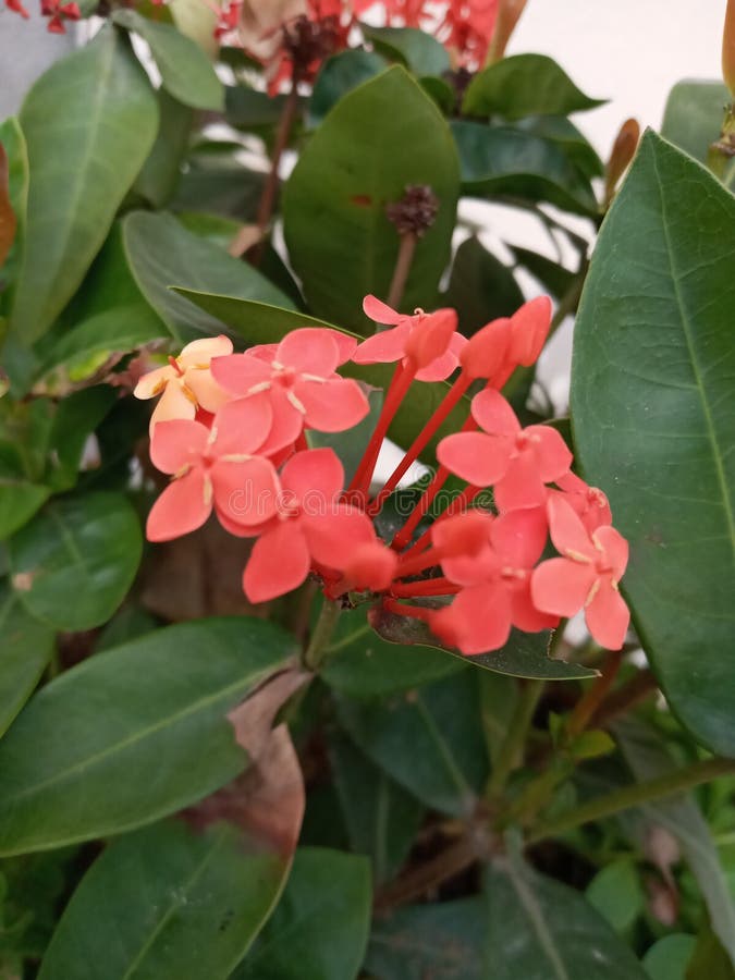 Cluster of flowers stock photo. Image of cluster, nature 166648156