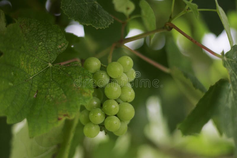 Cluster of a grapes