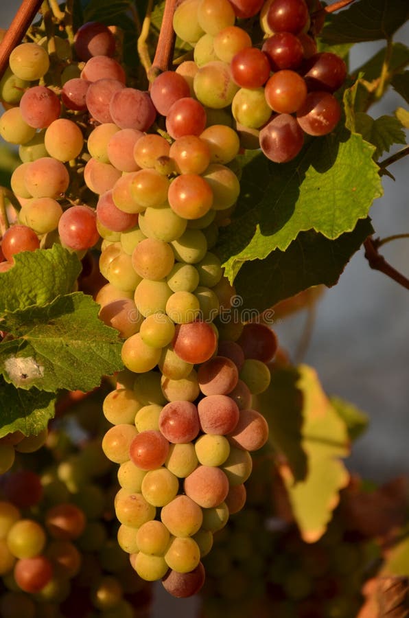 Cluster of grapes