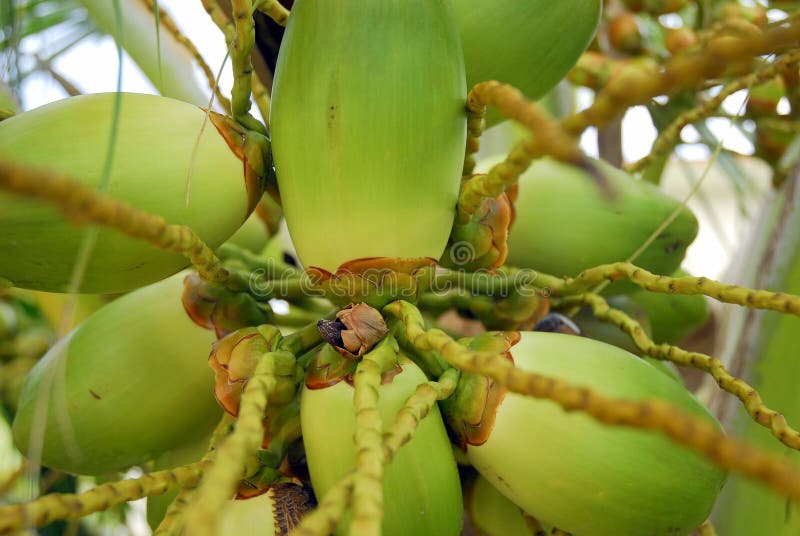 Cluster of green coconuts