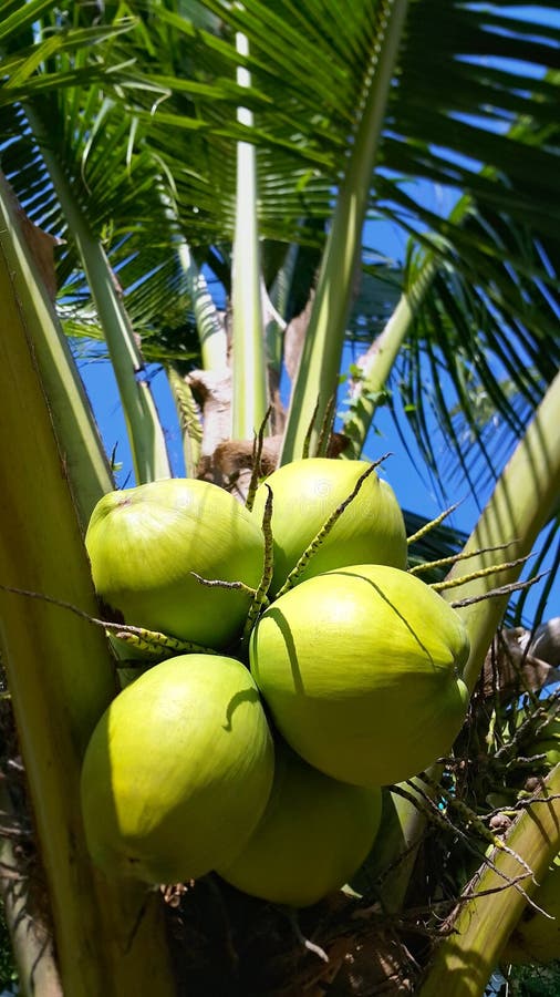 Cluster of Green Coconuts on Coconut Tree Stock Image Image of