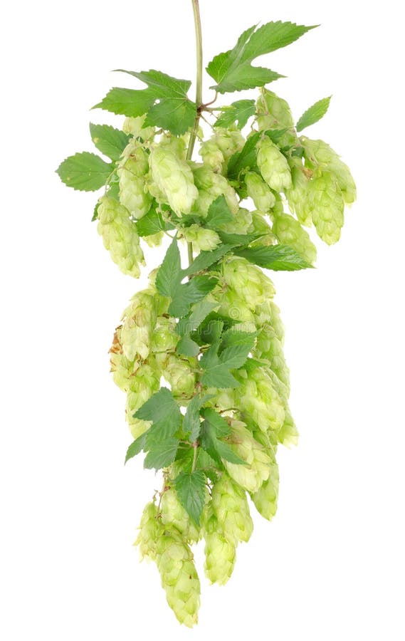 Cluster of hops with leafs