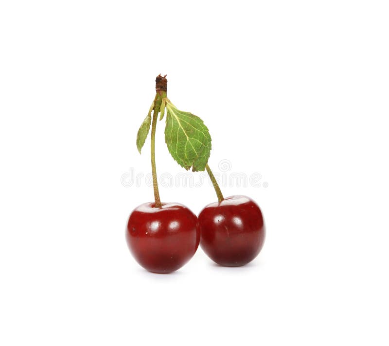 Cluster of Juicy Red Cherries with Stem Leaves Isolated on a White ...