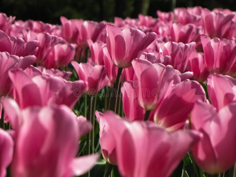 Cluster of Light Pink Tulips royalty free stock photos Cluster of Light Pink Tulips royalty free stock photos