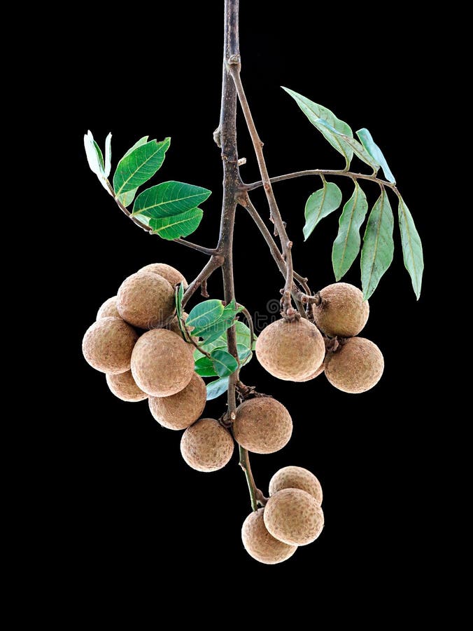 Cluster of longan edible fruit isolated on black background, vertical shot stock image