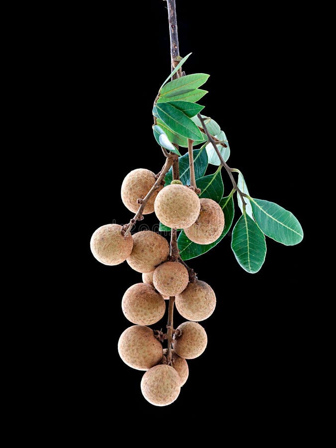Cluster of longan edible fruit isolated on black background, vertical shot royalty free stock photos