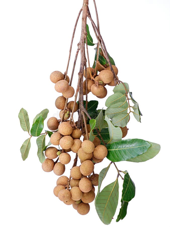 Cluster of longan edible fruit isolated on white background, vertical shot stock photography