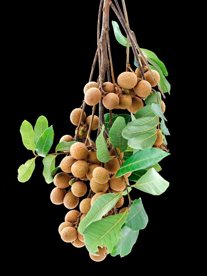 Cluster of longan fruit with green leaves isolated on black background, vertical shot royalty free stock photos