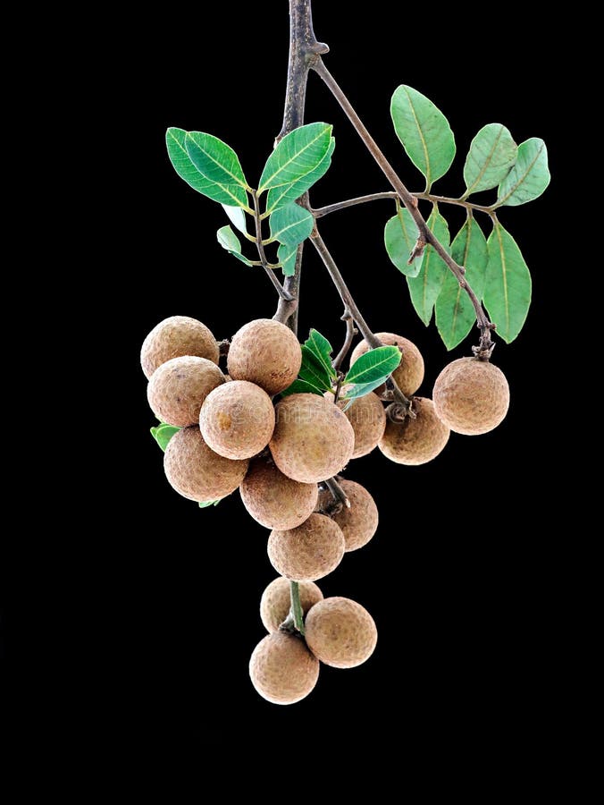 Cluster of longan fruit isolated on black background, vertical shot royalty free stock images.