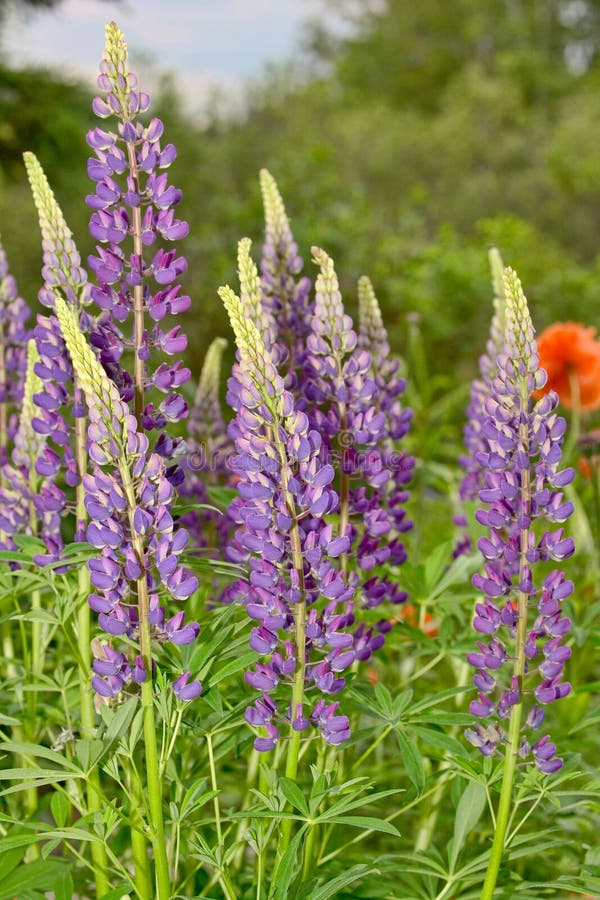 Lupins Blooming stock photo. Image of wildflowers, garden 210517778