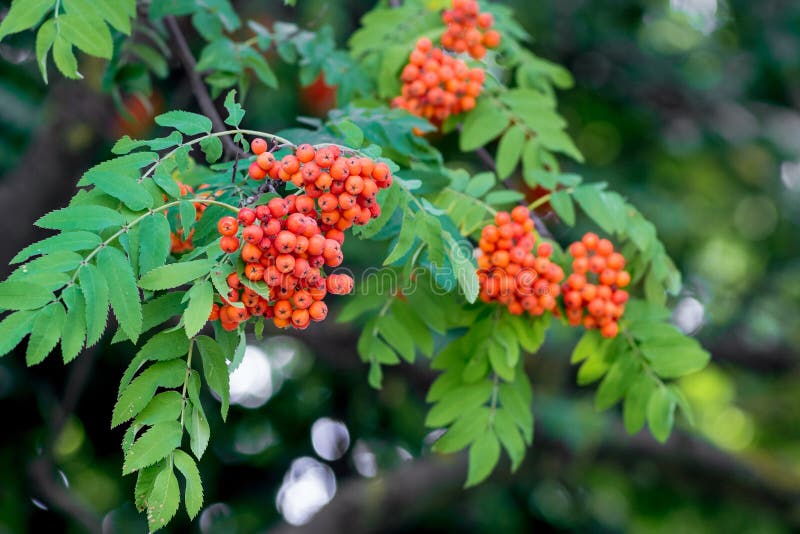 Cluster of mountain ash are hanging on a tree among the green leaves_ royalty free stock photo Cluster of mountain ash are hanging on a tree among the green leaves_ royalty free stock photo