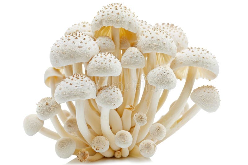 A cluster of mushrooms arranged vertically, perfect for illustrations or designs vector illustration