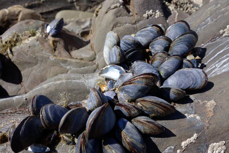 A cluster of Mussels stock image
