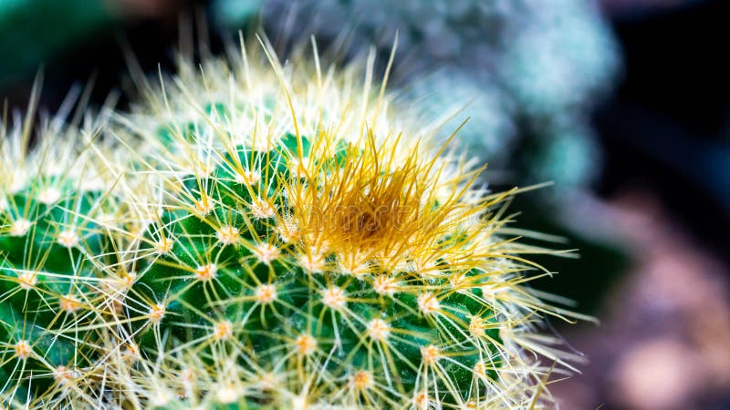 Cluster Notocactus leninghausii cactus royalty free stock photos