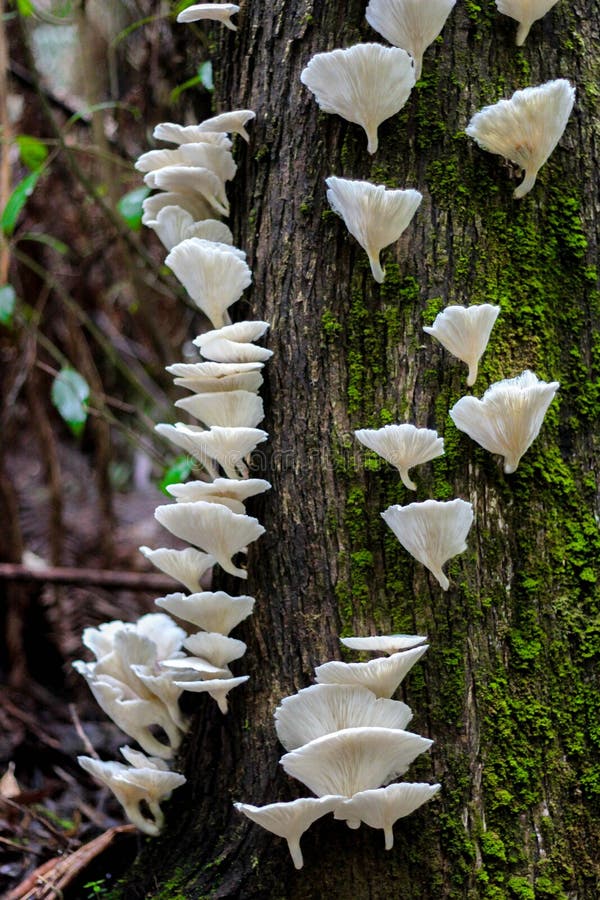 Cluster of Oyster Mushrooms Growing Up a Tree Trunk Stock Image Image