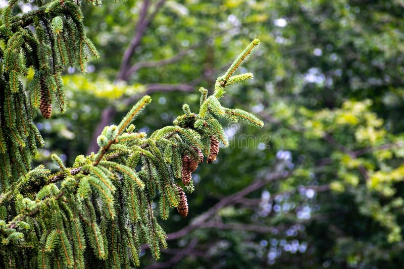 Some Pine Trees are Next To Green Leaves and One Has Been Picked Off