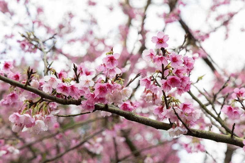 Cluster of Pink Cherry Blossoms on a Branch of a Blooming Tree in the