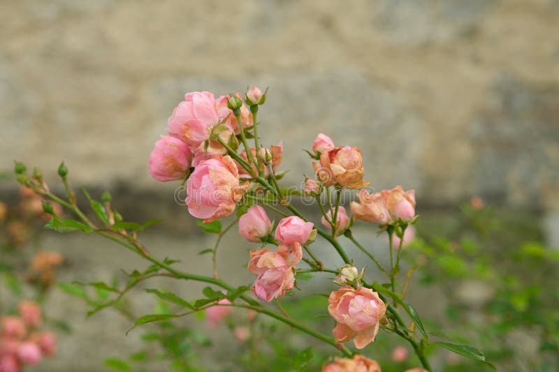Cluster of Pink Miniature Roses Blooming on a Shrub stock photography