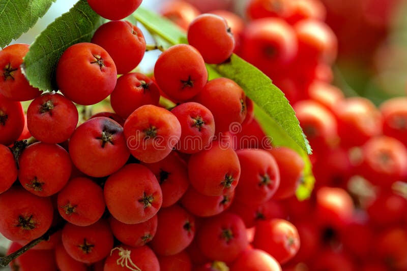 Cluster of red rowanberry in the garden - closeup stock photo Cluster of red rowanberry in the garden - closeup stock photo
