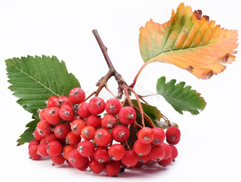 Are Rowan Berries Bad For Dogs