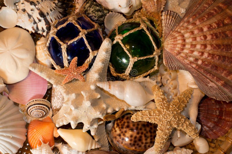 Cluster of Seashells